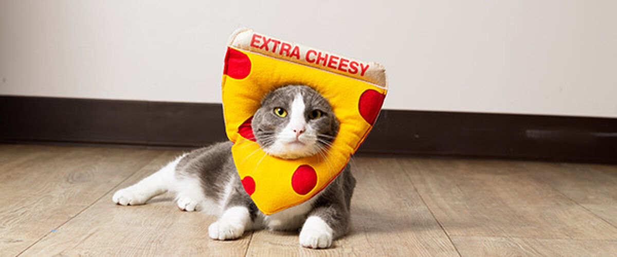 W581 Cnc More Cheese Fewer Cats Image